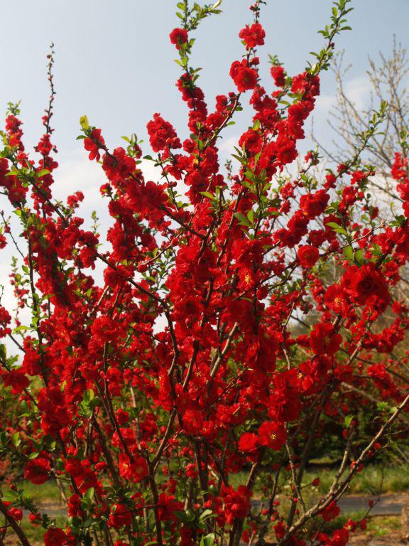 Chaenomeles Speciosa Double Take Scarlet - View 1 from www redcrocus com