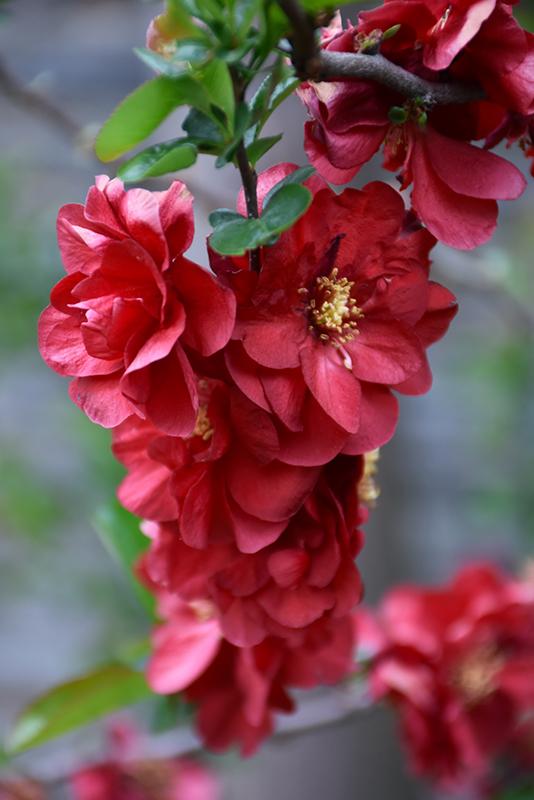 Chaenomeles Speciosa Double Take Scarlet - View 20 from www redcrocus com
