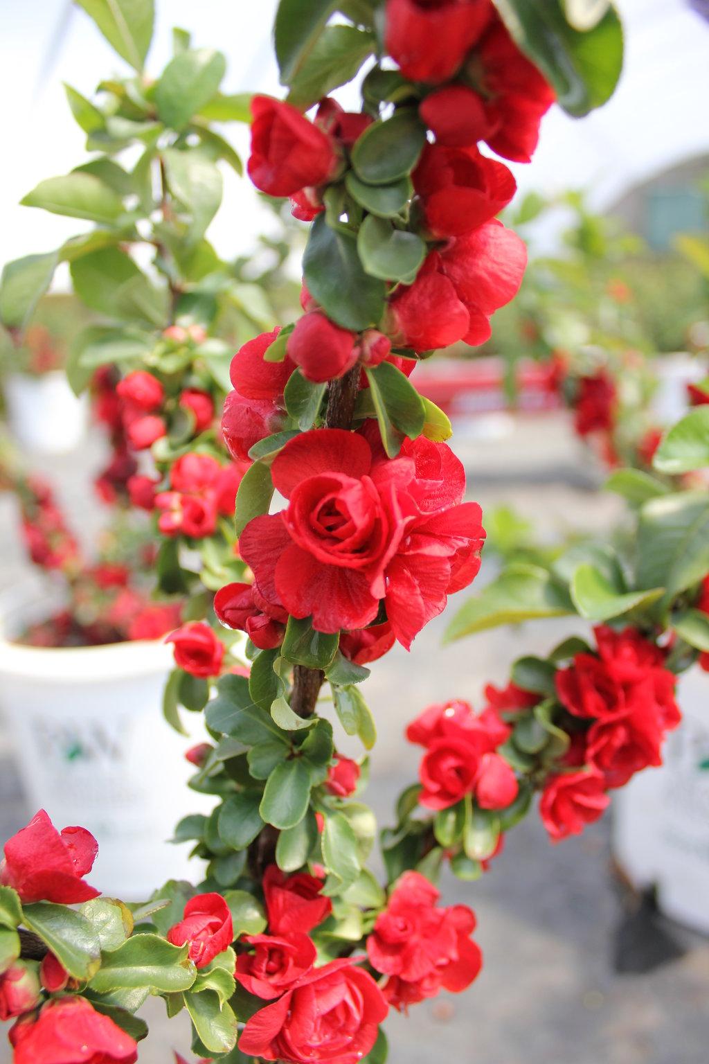 Chaenomeles Speciosa Double Take Scarlet - View 2 from www redcrocus com