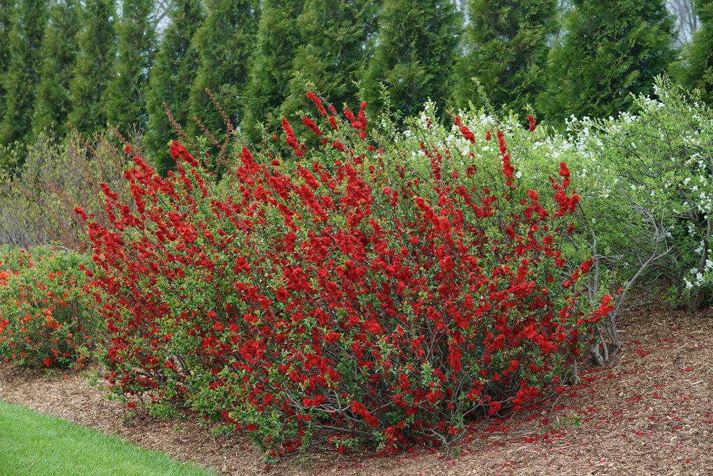 Chaenomeles Speciosa Double Take Scarlet - View 4 from www redcrocus com