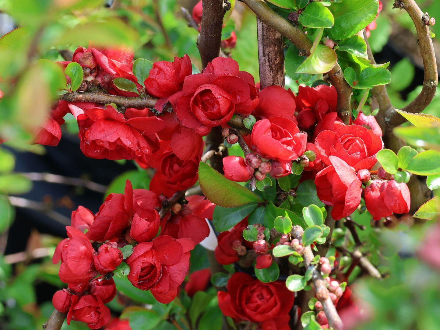 Chaenomeles Speciosa Double Take Scarlet - View 5 from www redcrocus com