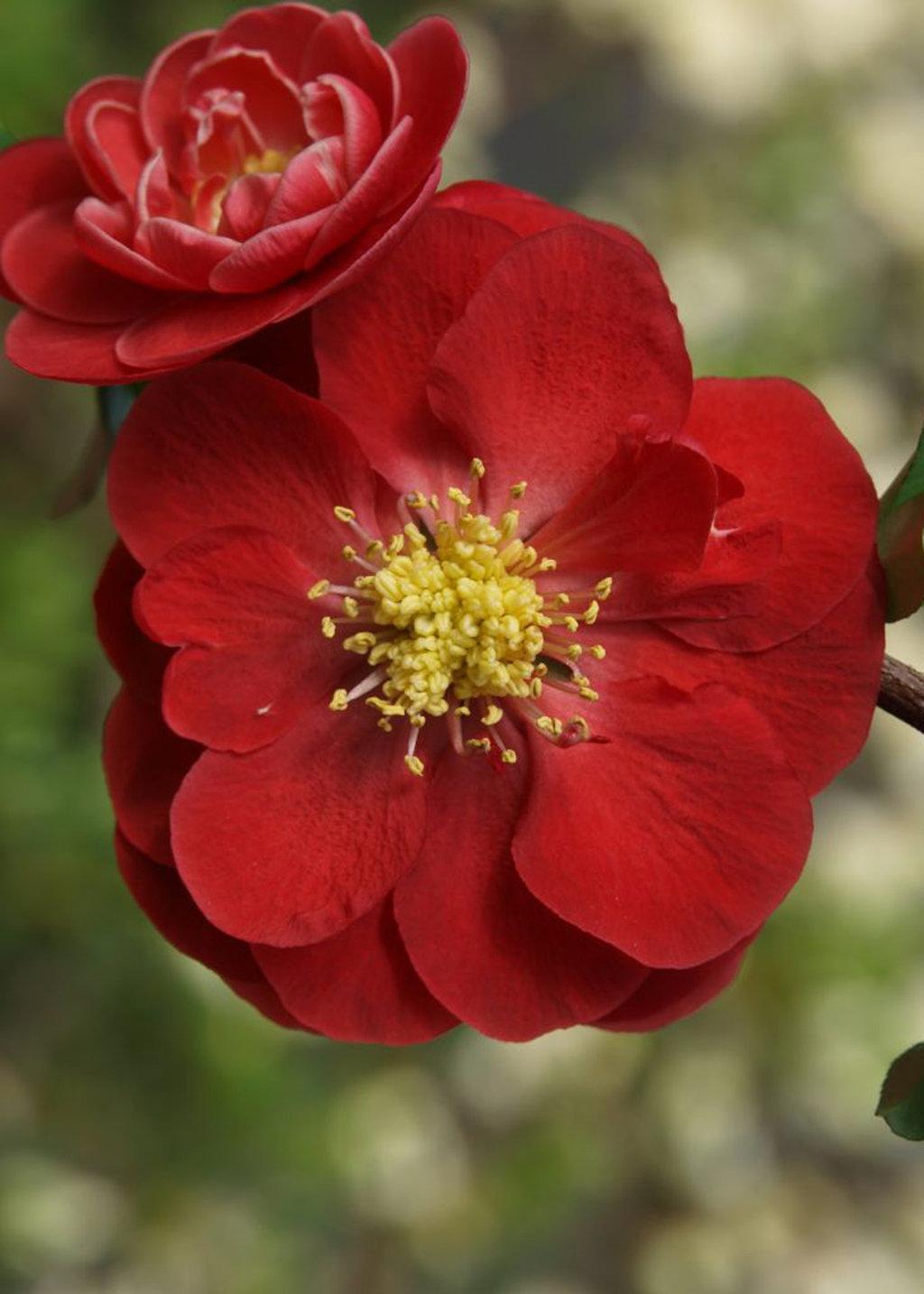 Chaenomeles Speciosa Double Take Scarlet - View 6 from www redcrocus com