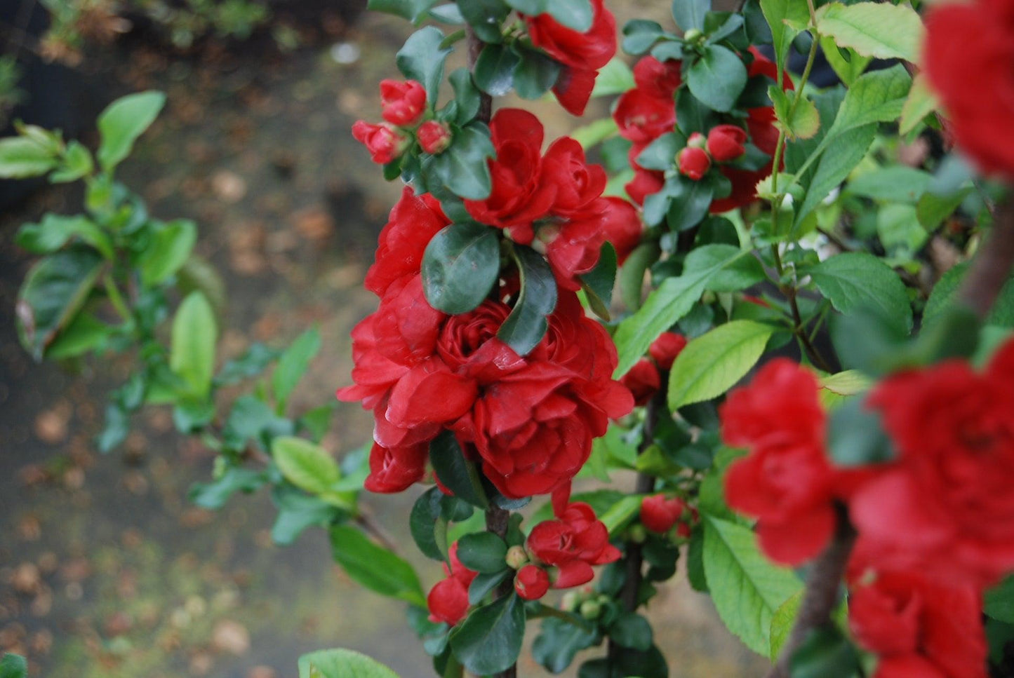 Chaenomeles Speciosa Double Take Scarlet - View 8 from www redcrocus com