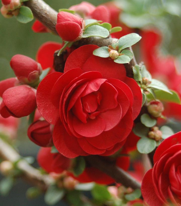 Chaenomeles Speciosa Double Take Scarlet - View 9 from www redcrocus com