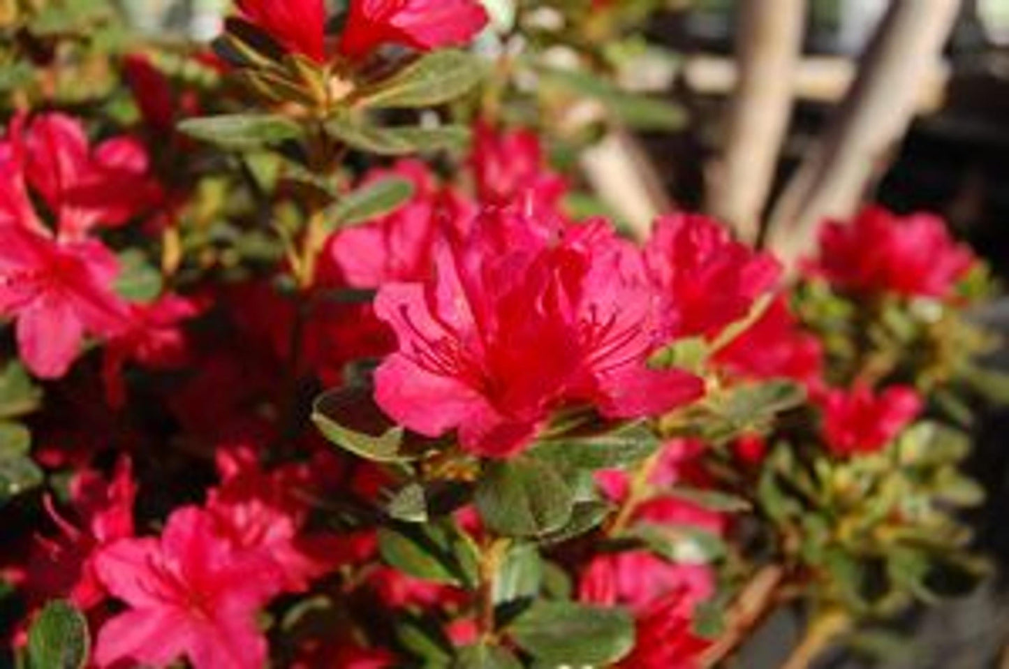 Azalea Hino Crimson - View 13 from www redcrocus com