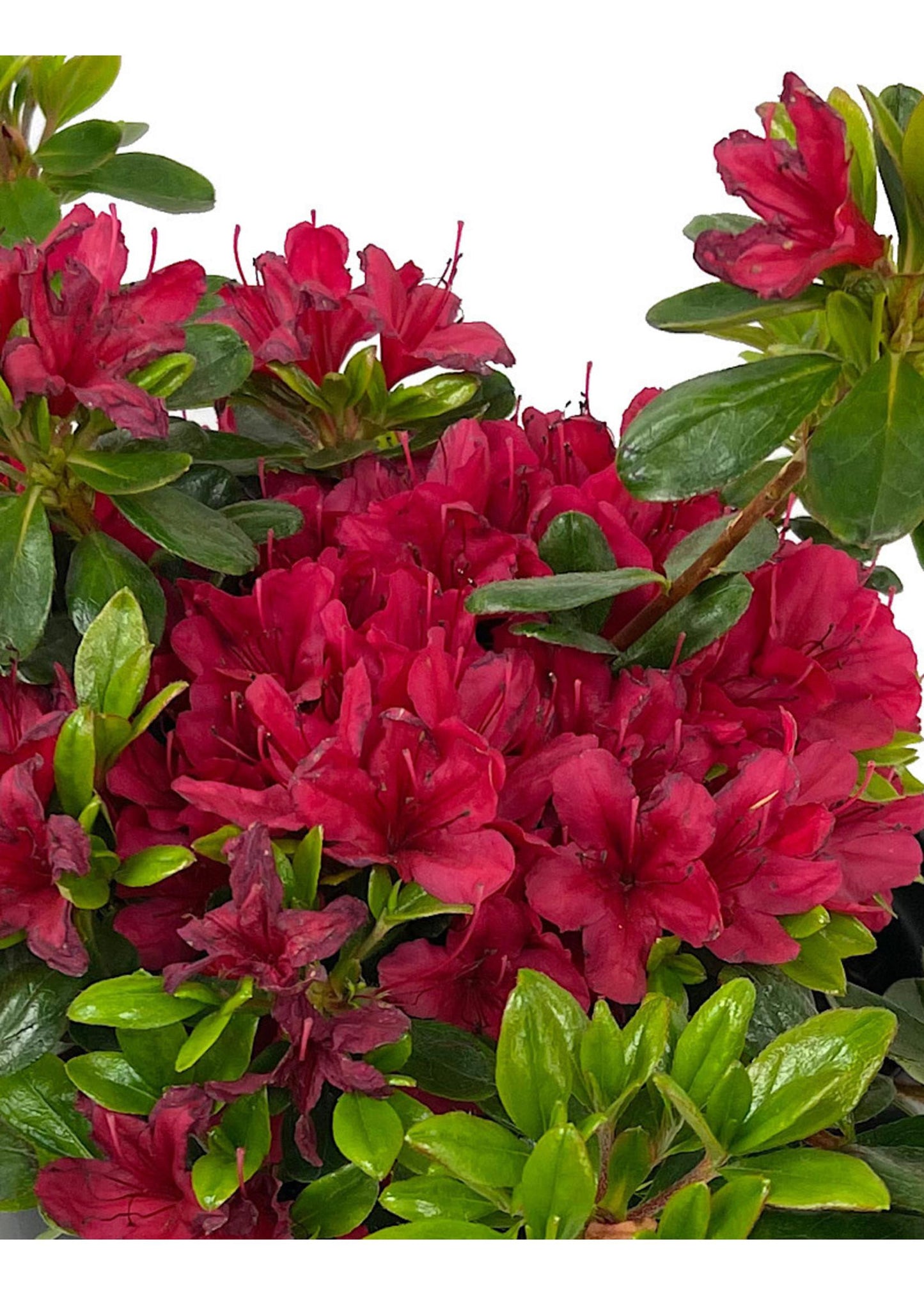 Azalea Hino Crimson - View 16 from www redcrocus com