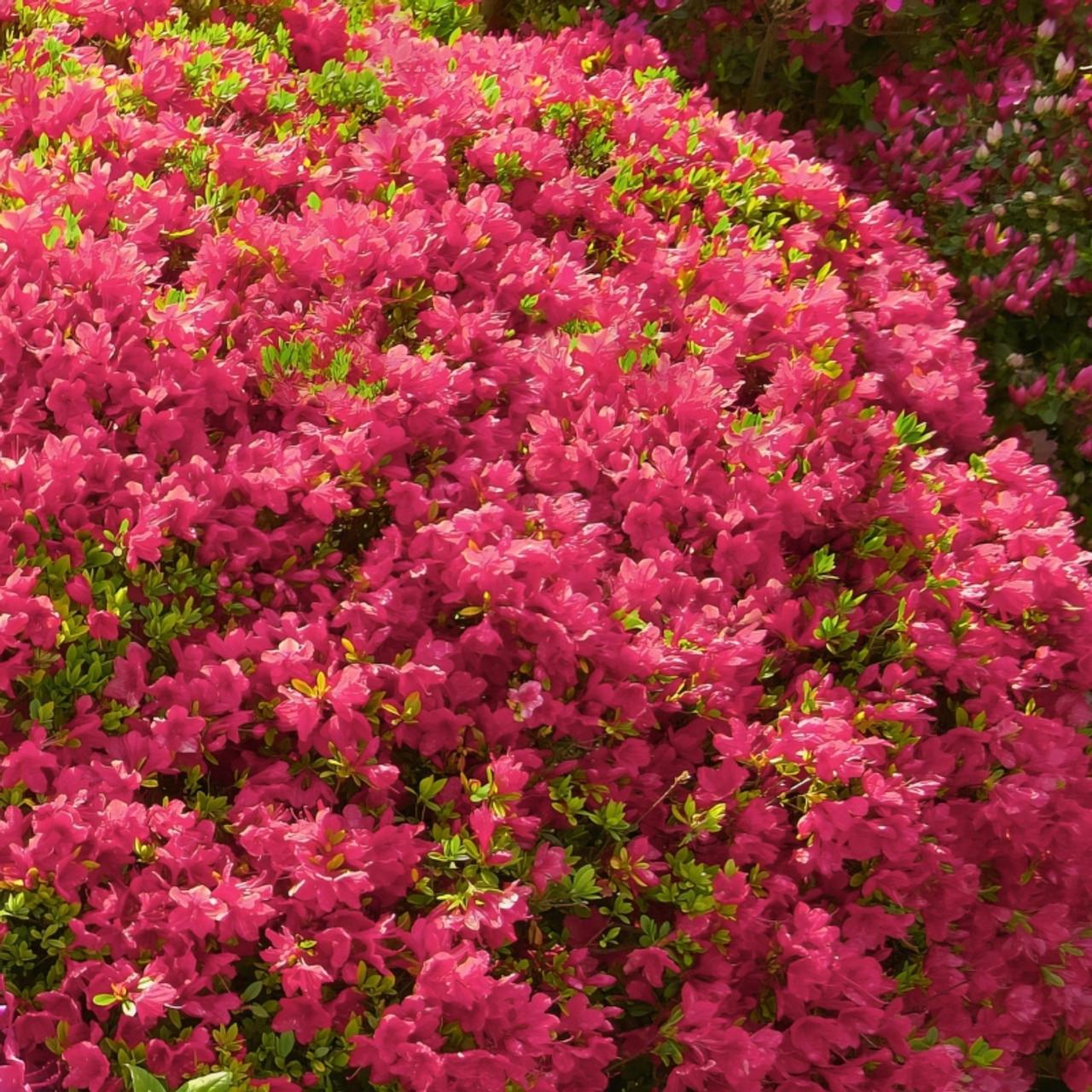 Azalea Hino Crimson - View 17 from www redcrocus com