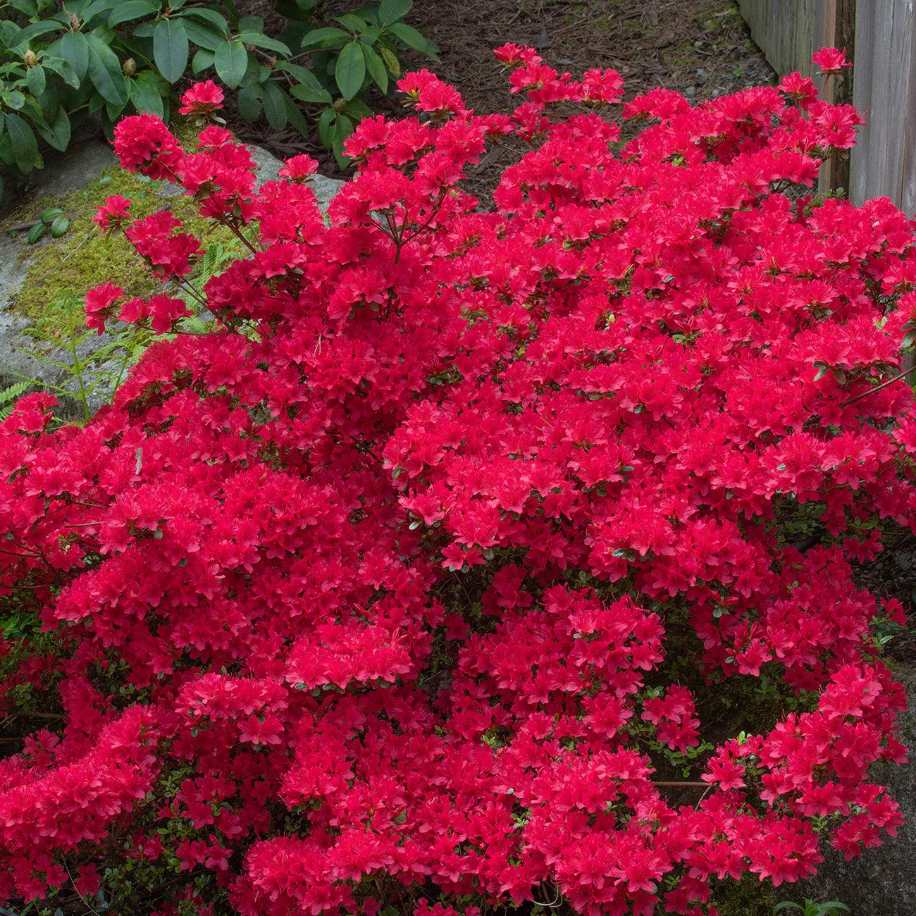Azalea Hino Crimson - View 18 from www redcrocus com