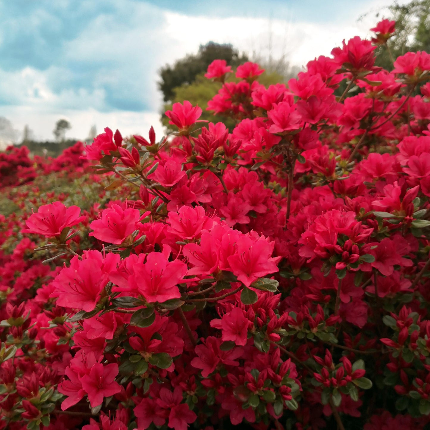 Azalea Hino Crimson - View 19 from www redcrocus com