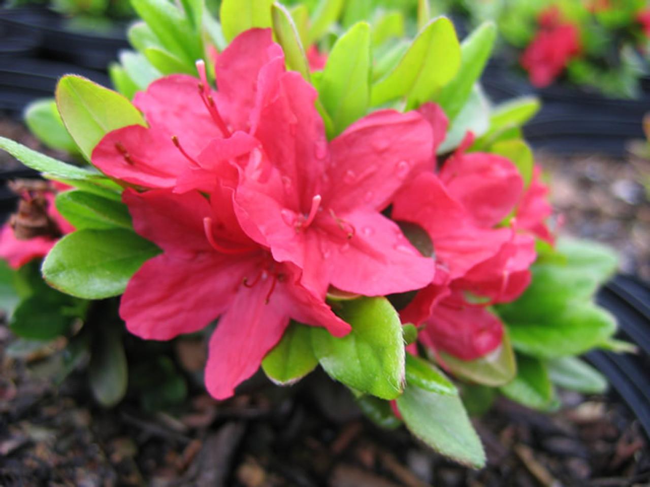 Azalea Hino Crimson - View 4 from www redcrocus com