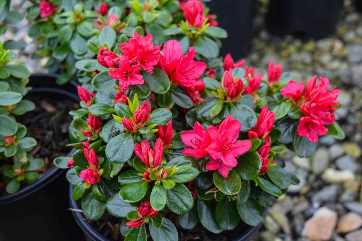 Azalea Hino Crimson - View 5 from www redcrocus com
