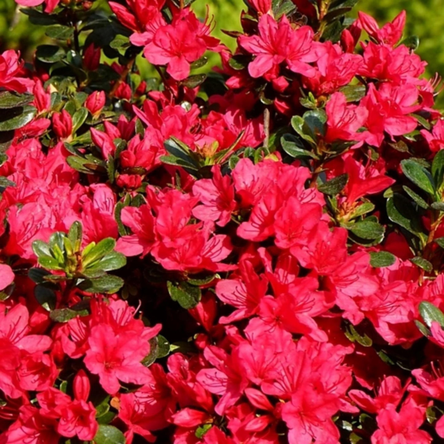 Azalea Hino Crimson - View 6 from www redcrocus com