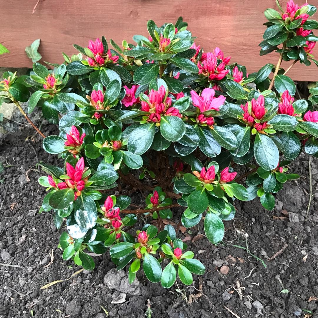 Azalea Hino Crimson - View 7 from www redcrocus com