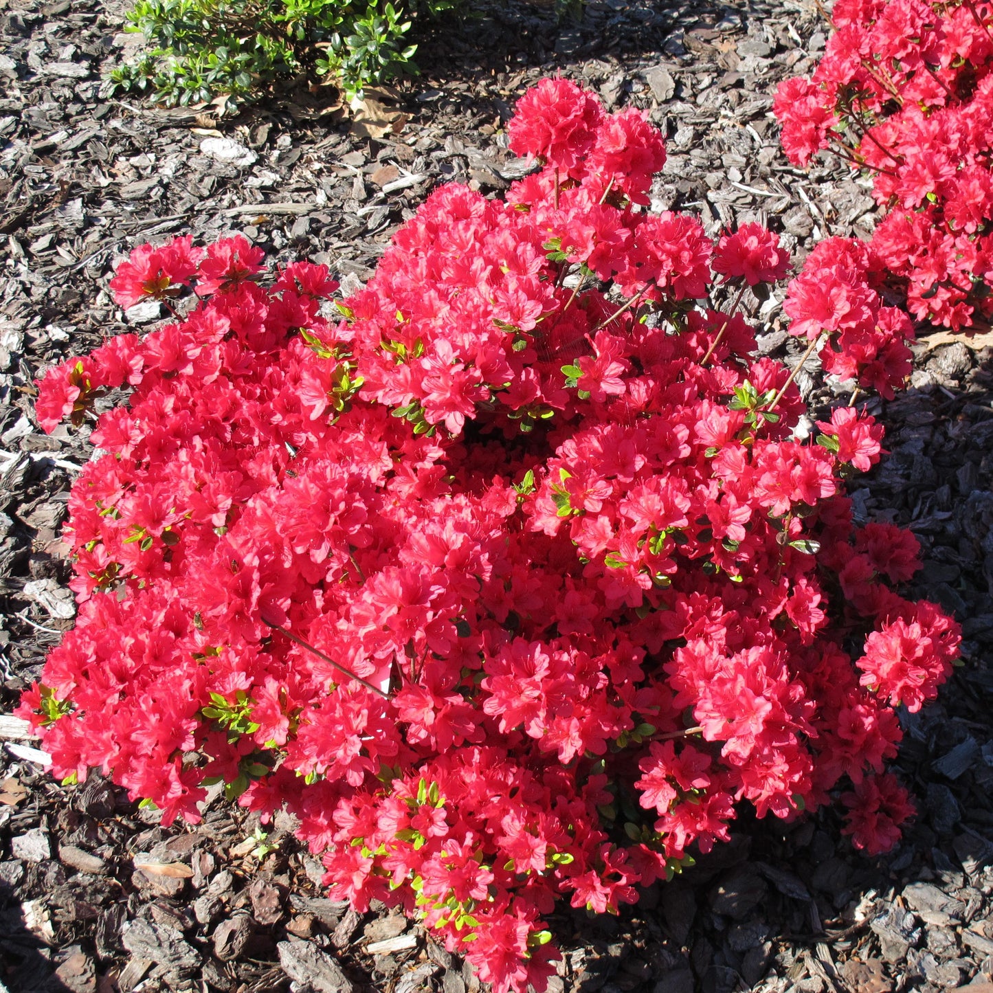Azalea Hino Crimson - View 8 from www redcrocus com