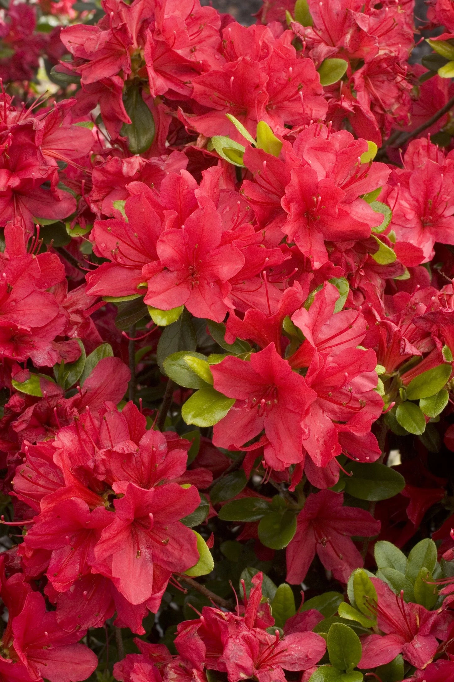 Azalea 'hino Crimson' - View 10 from www redcrocus com