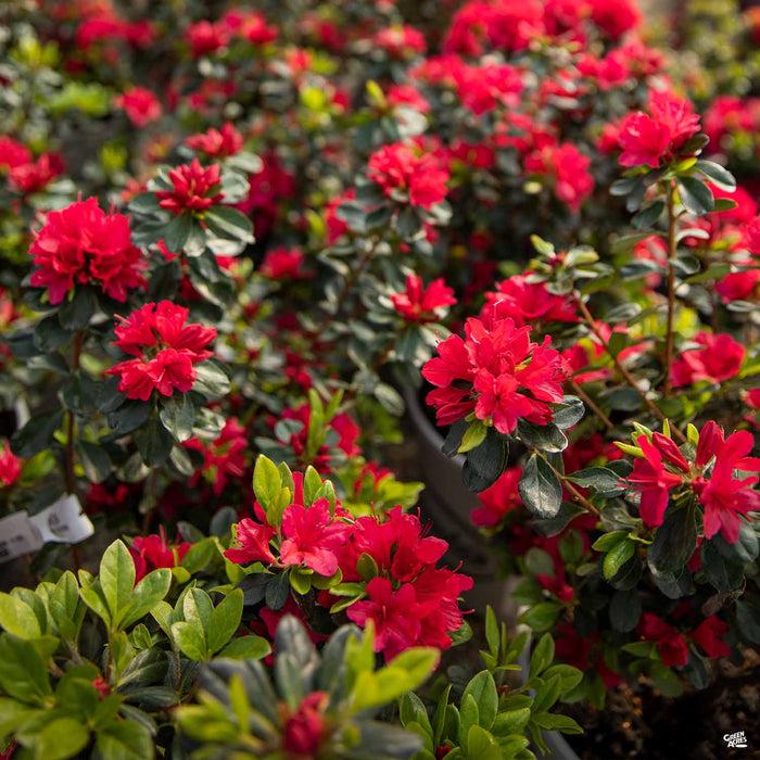Azalea 'hino Crimson' - View 11 from www redcrocus com