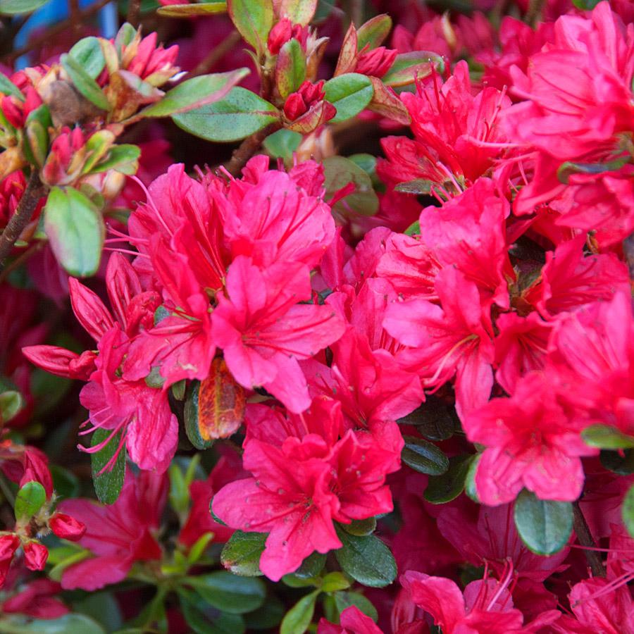 Azalea 'hino Crimson' - View 13 from www redcrocus com