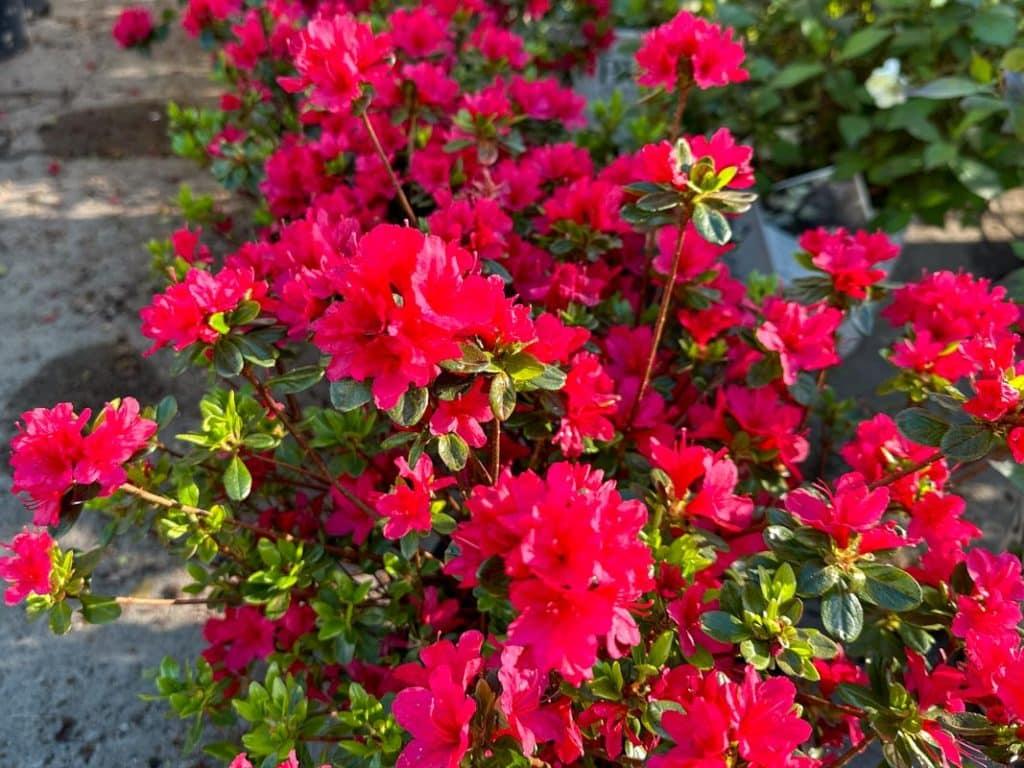 Azalea 'hino Crimson' - View 16 from www redcrocus com