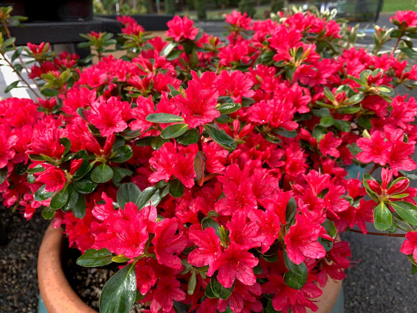 Azalea 'hino Crimson' - View 2 from www redcrocus com