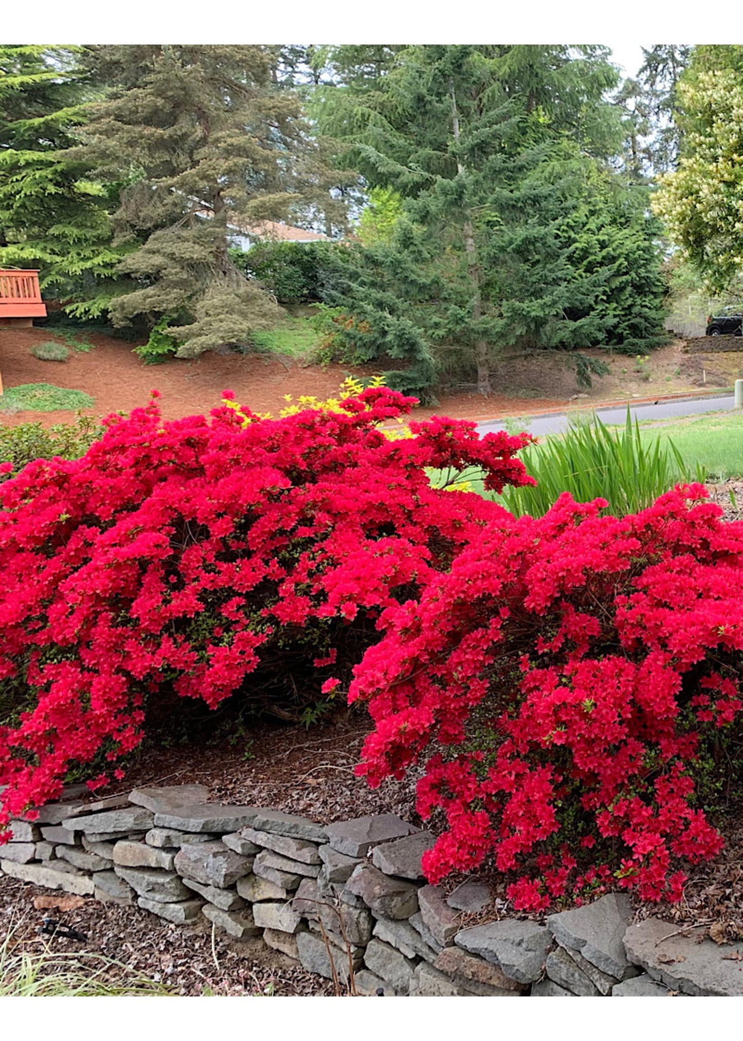 Azalea 'hino Crimson' - View 3 from www redcrocus com