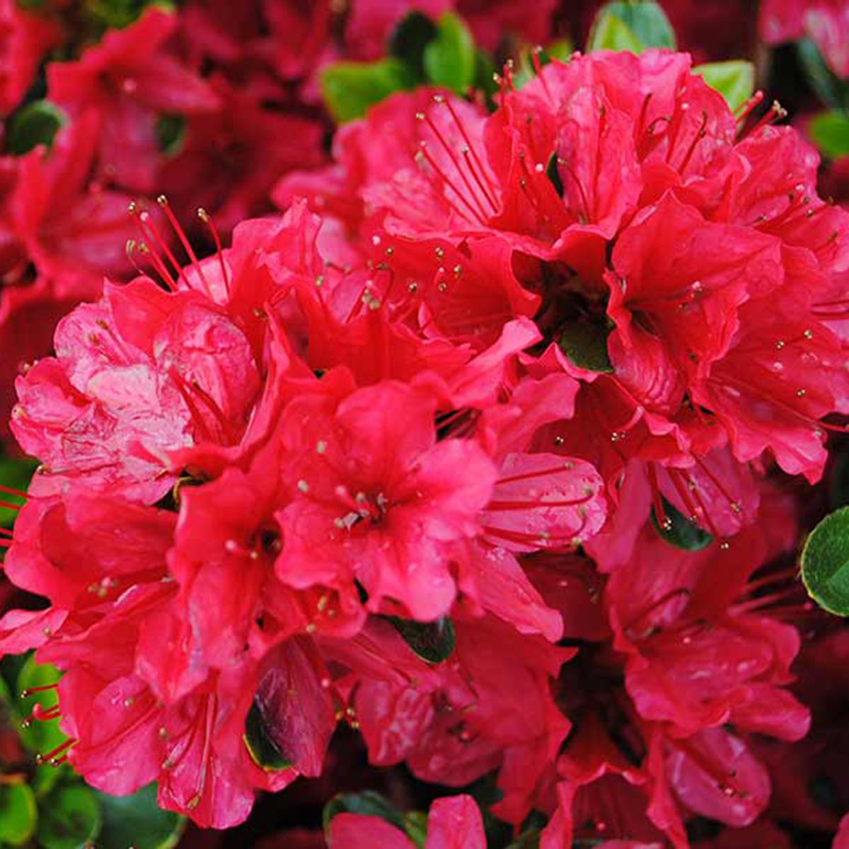 Azalea 'hino Crimson' - View 4 from www redcrocus com