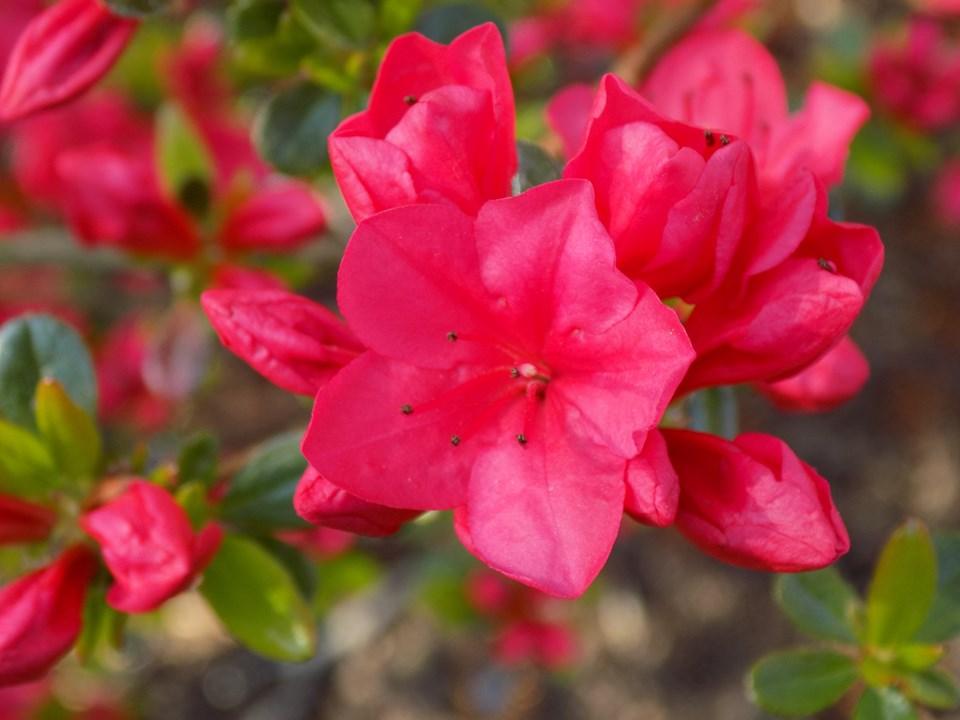 Azalea 'hino Crimson' - View 5 from www redcrocus com