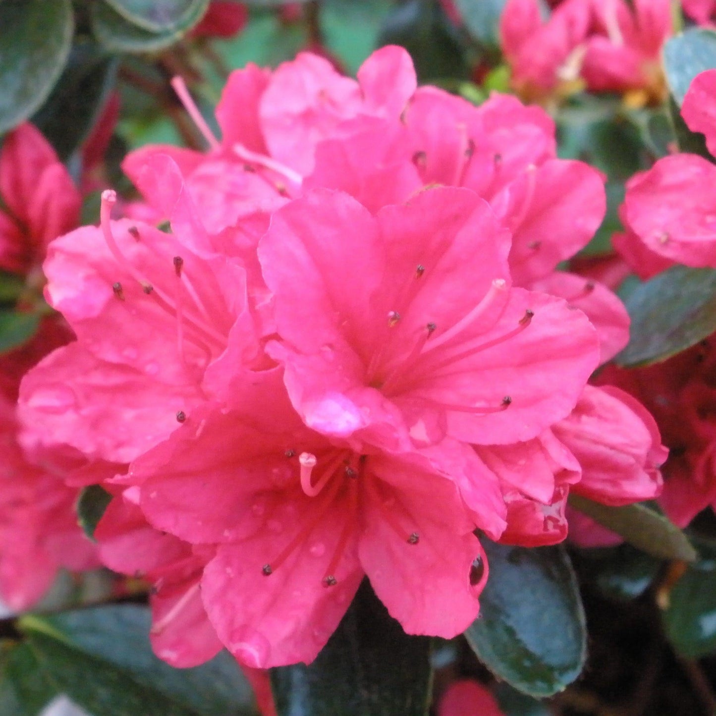Azalea 'hino Crimson' - View 6 from www redcrocus com