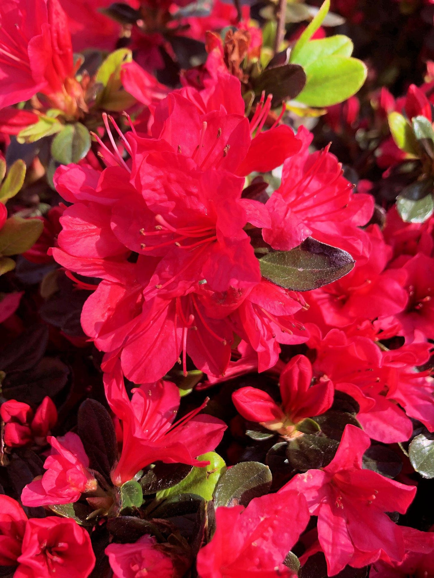 Azalea 'hino Crimson' - View 7 from www redcrocus com