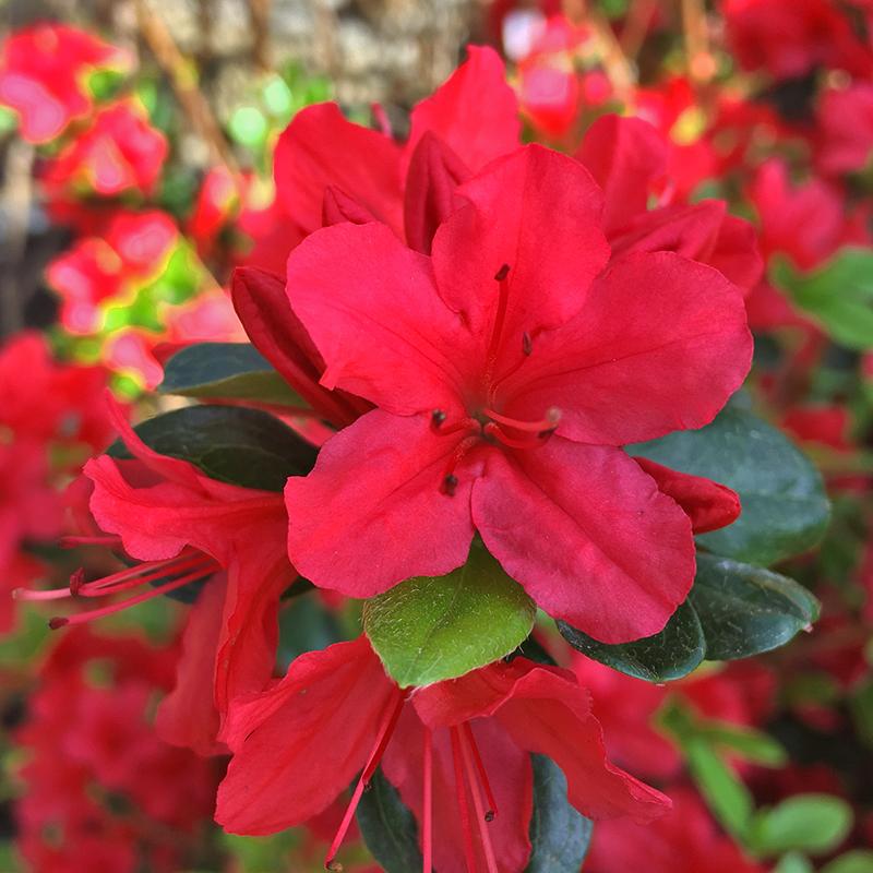 Azalea 'hino Crimson' - View 8 from www redcrocus com