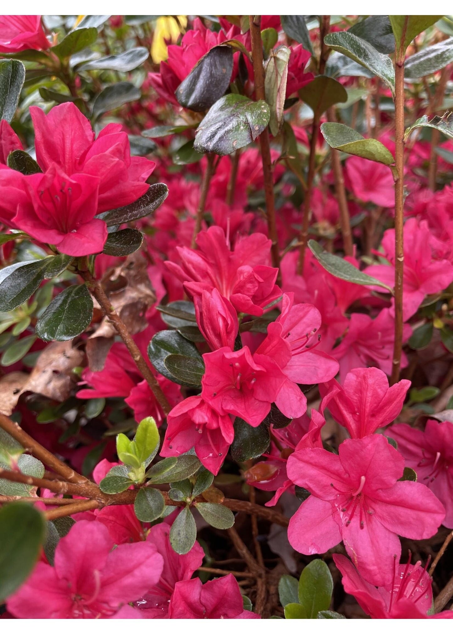 Azalea 'hino Crimson' - View 9 from www redcrocus com