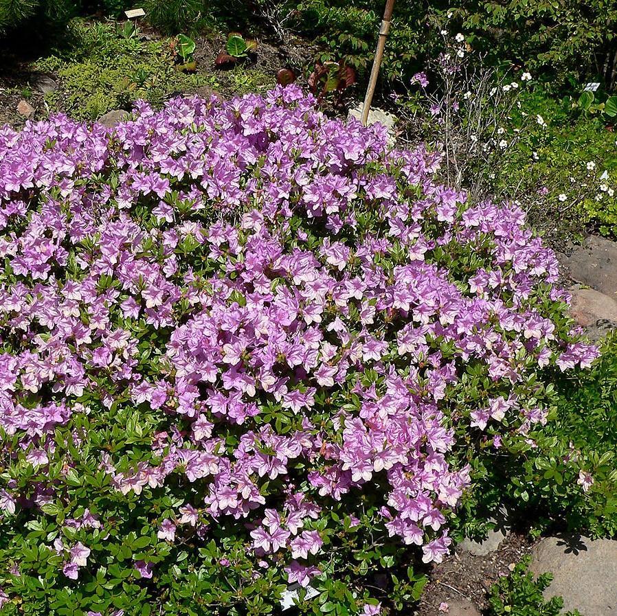 Azalea Poukhanense - View 12 from www redcrocus com