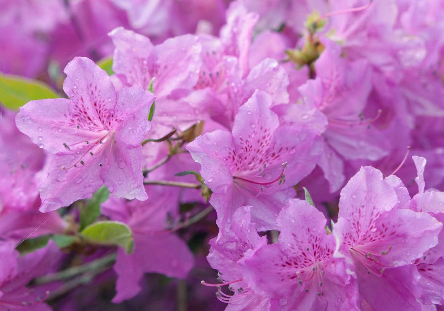 Azalea Poukhanense - View 15 from www redcrocus com