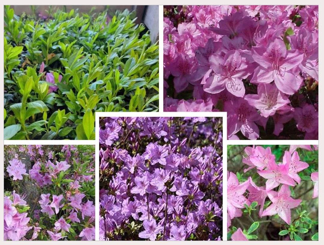 Azalea Poukhanense - View 16 from www redcrocus com