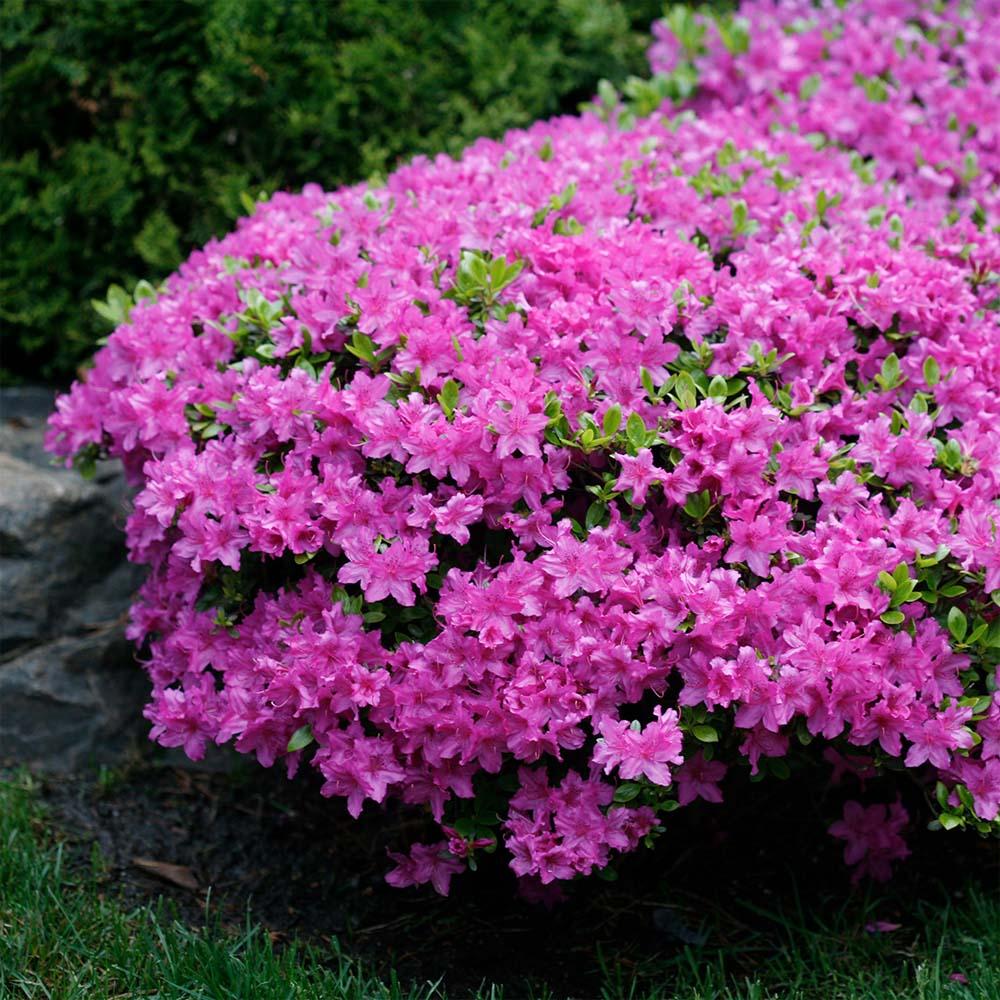 Azalea Poukhanense - View 17 from www redcrocus com