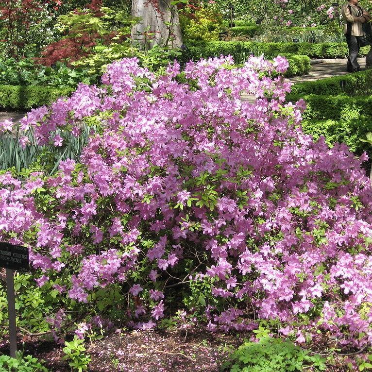 Azalea Poukhanense - View 1 from www redcrocus com