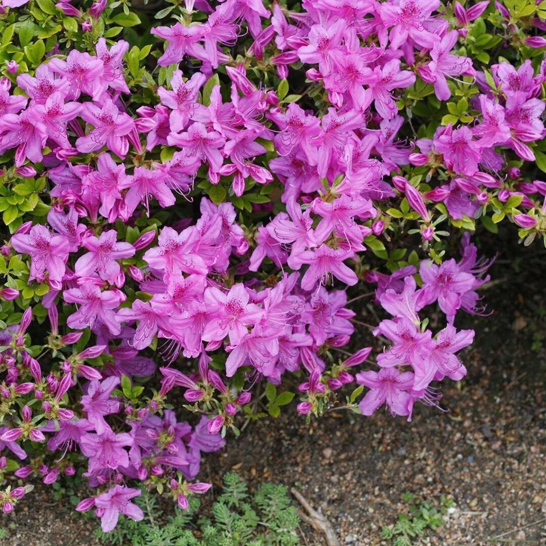 Azalea Poukhanense - View 3 from www redcrocus com