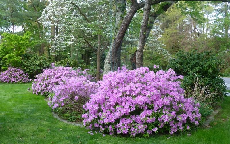 Azalea Poukhanense - View 4 from www redcrocus com