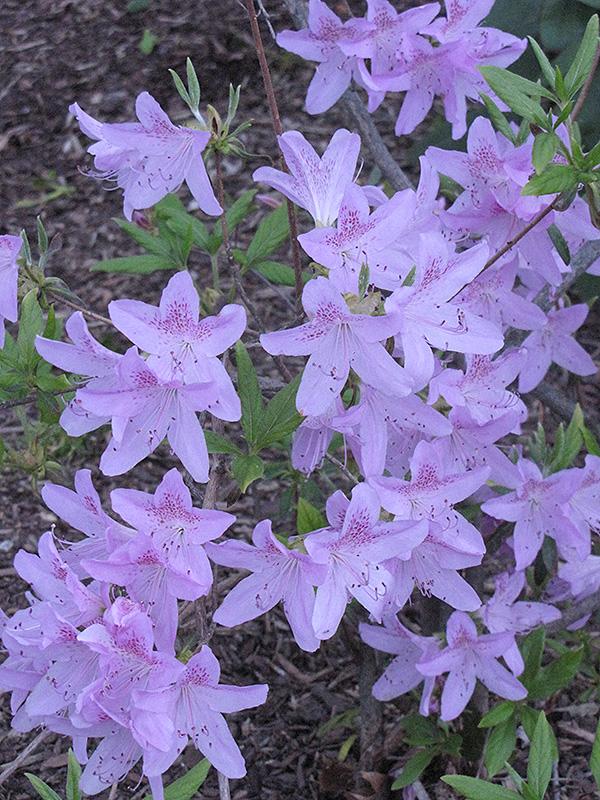 Azalea Poukhanense - View 7 from www redcrocus com