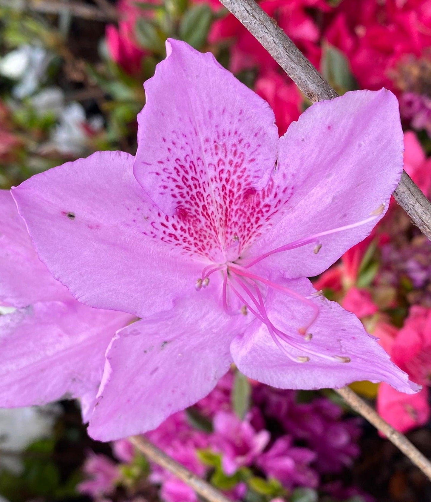 Azalea Poukhanense - View 9 from www redcrocus com