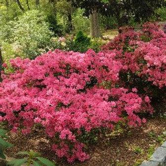 Azalea 'tradition' - View 10 from www redcrocus com