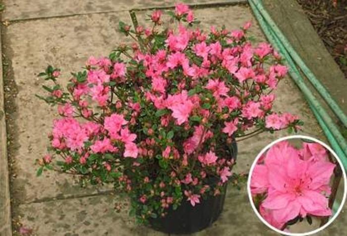 Azalea 'tradition' - View 11 from www redcrocus com