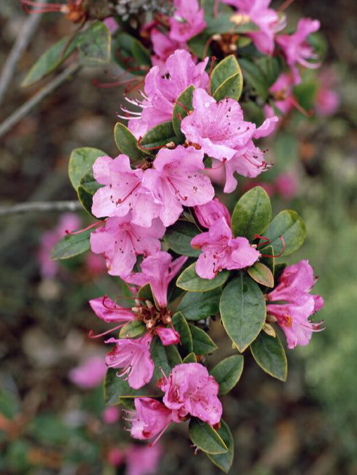 Azalea 'tradition' - View 13 from www redcrocus com