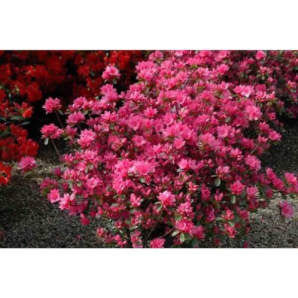 Azalea 'tradition' - View 13 from www redcrocus com