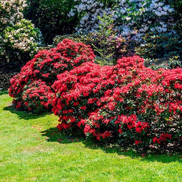 Azalea 'tradition' - View 14 from www redcrocus com