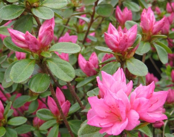 Azalea 'tradition' - View 16 from www redcrocus com