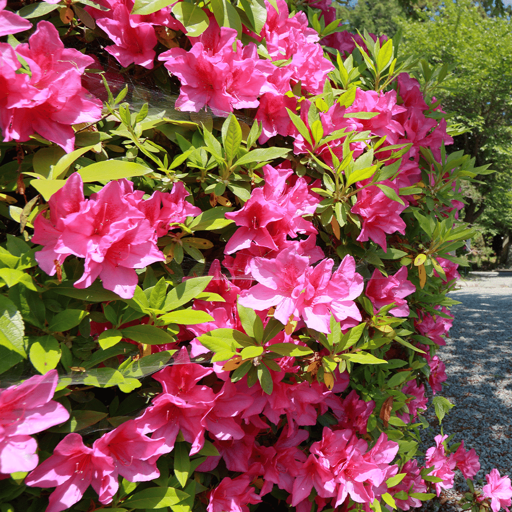 Azalea 'tradition' - View 5 from www redcrocus com