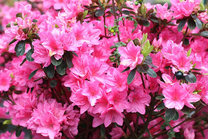 Azalea 'tradition' - View 5 from www redcrocus com