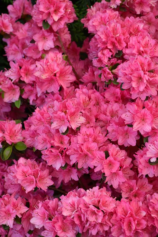 Azalea 'tradition' - View 9 from www redcrocus com