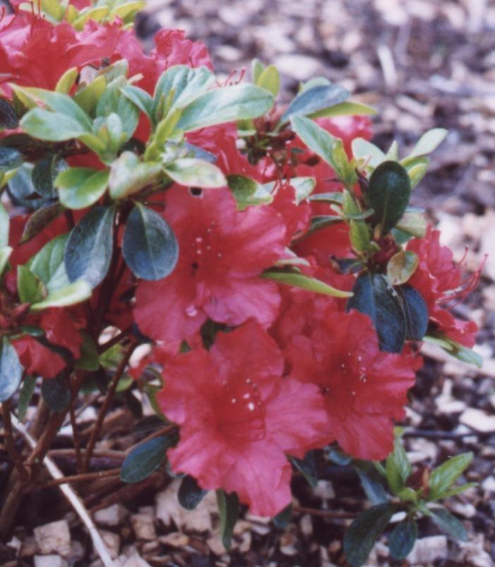 Azalea Girard S Hot Shot - View 11 from www redcrocus com