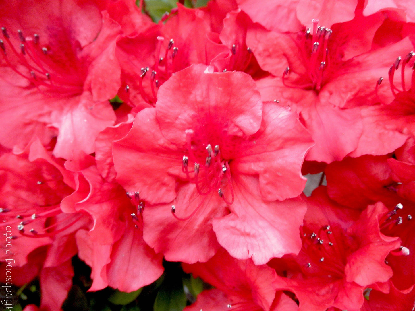 Azalea Girard S Hot Shot - View 12 from www redcrocus com